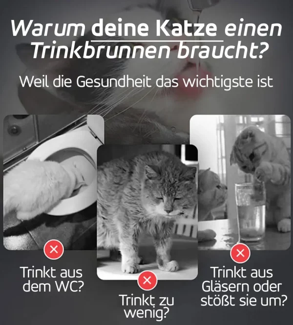 Warum deine Katze einen Trinkbrunnen braucht? Katzen trinken aus ungünstigen Quellen Wasser.
